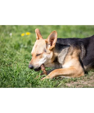 CROCI NIKI NAT.BARF Turkey Necks for Dogs 250 g - Buy Online on GoSupps.com