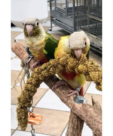 Nemeth Farms Spray Millet: GMO-Free Bird Treat & Supplement 1lb - No Stems, Only Edible Tops for Parakeets, Cockatiels, Lovebirds & Finches - Buy Online on GoSupps.com