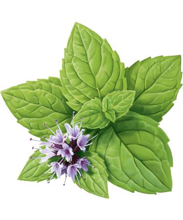 LOGONA Natural White Peppermint Toothpaste - Vegan Pack of 2 (150 ml) - Eco-Friendly Oral Care - Buy Online on GoSupps.com