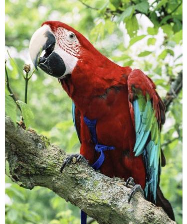 Aviator Bird Harness & Leash - XL Green | Made in America | International Shipping Available - Buy Online on GoSupps.com