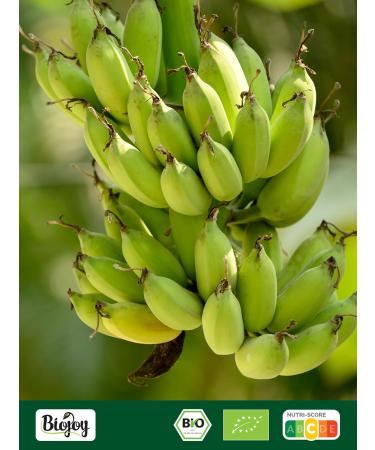  Biojoy Biojoy Organic Banana Powder (1 kg) ideal for milk and shakes additive-free - Buy Online on GoSupps.com