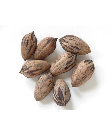 Portal Cool 5 Fresh Noci/Carya illinoinensis - Appena Raccolto dal Vecchio Native Trees