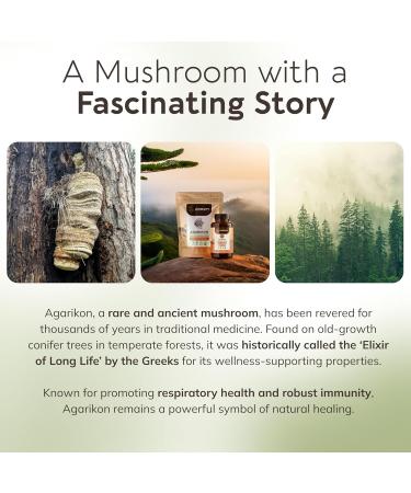 Longevity Botanicals Agarikon Mushroom Extract Capsules (120) | Concentrated 10:1 Ratio | 100% Fruiting Bodies | Laricifomes Officinalis Supplement for Immunity & Respiratory Support - Buy Online on GoSupps.com