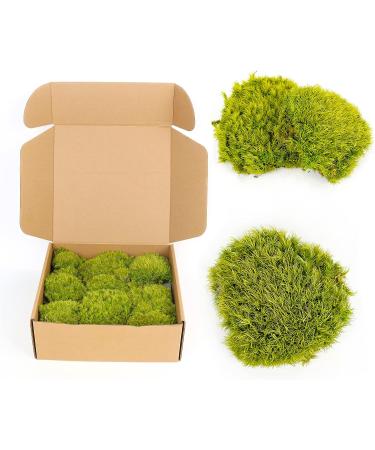 Preserved Moss Pole - 1.5 sq. Ft Decorative Moss for DIY Crafts and Wall Decor (Yellow Green) - Buy Online on GoSupps.com