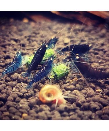 GARNELEN4YOU Feed Line Bundle Health & Vitality Premium shrimp food Sustainably packaged Made in Germany Walnuts dandelion nettle For shrimps crayfish and snails - Buy Online on GoSupps.com