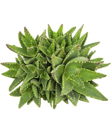 Live Aloe Nobilis & Succulents Plants - Indoor Houseplants by Plants for Pets - Buy Online on GoSupps.com