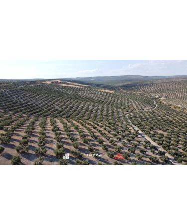 Aceitex Remember Extra Arbequina Green Limited Edition olive oil 500 ml - Buy Online on GoSupps.com