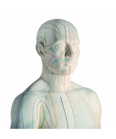 3B Scientific N30 Acupuncture Male Model 31.5-Inchx11.4-Inchx10.2-Inch - Buy Online on GoSupps.com
