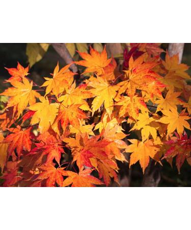 Pack of 3 Canadian Maple Butters - 250 g - Authentic Canadian Recipe - Naturally Sweetened and Vegetarian Spread - Buy Online on GoSupps.com