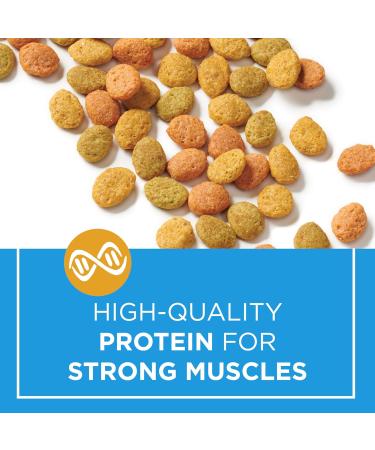 Cat Chow Indoor Dry Cat Food Real Chicken - 3.2 kg Bag 3.2 kg (Pack of 1) Pet Food - Buy Online on GoSupps.com