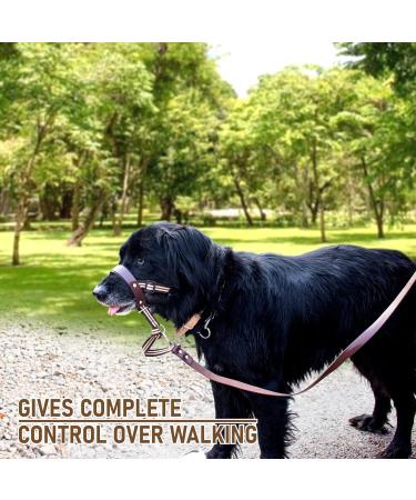 Alpha Boy Dog Training Collar - Comfortable Leather Harness for All Breeds Easy to Use Quick Lock Buckle (XXL) - Buy Online on GoSupps.com