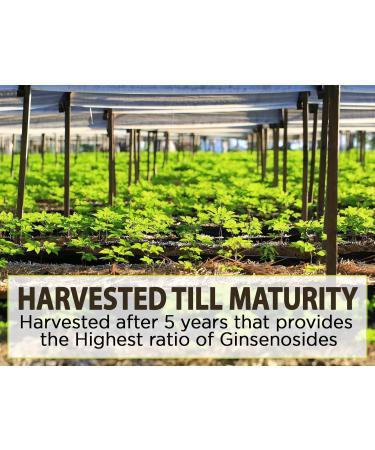 AKI American Ginseng Powder with 4% Ginsenosides - Ideal with Coffee Beverages Like Smoothies (4oz/113g) 4 Ounce (Pack of 1) - Buy Online on GoSupps.com