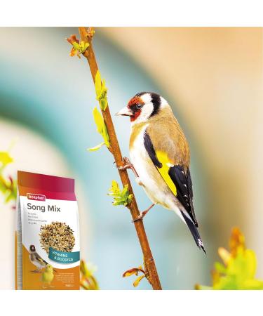 BEAPHAR Singing mix fortifying paste for canary and bird granivorous Complementary food Contains vitamins and minerals - Buy Online on GoSupps.com