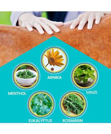 Refreshing Horse Balm 2*500ml Arnica Gel Extra Strength Gel I Horse Balm Tendons Ligaments & Muscles I Ointment for Horses with Arnica Cream Muscle Massage Gel for Horse Dog - Buy Online on GoSupps.com