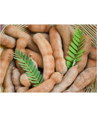 Tamarind Paste Concentrate (Makes 4 x Weight in Paste) Bundle Consisting of 2 x Steenbergs Tamarind Paste Concentrate 150g. Makes 1.2kgs of Paste - Buy Online on GoSupps.com