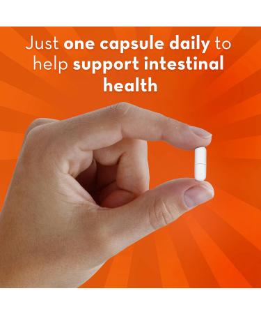 Align Advanced Probiotic Digestive Support IBS Symptom Relief : Gas Abdominal Discomfort & DUALBIOTIC PREbiotic + PRObiotic Gummies Helps Support a Healthy Digestive System - Buy Online on GoSupps.com