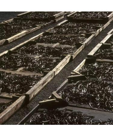 10 Madagascar Bourbon Vanilla Pods 14-16 cm Gourmet Quality for Patisserie and Cooking - Buy Online on GoSupps.com