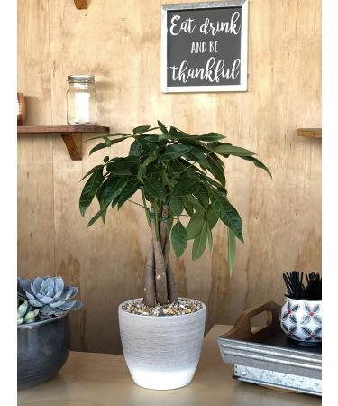 Costa Farms Money Tree Pachira in Premium Ceramic Planter - 16 Tall - Gift Medium Money Tree Planter - Buy Online on GoSupps.com