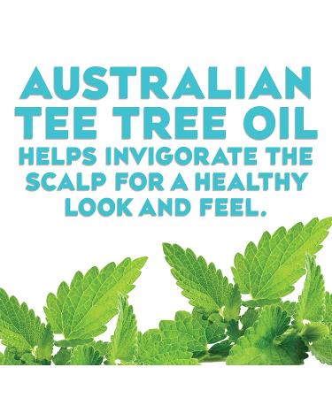 OGX Tea Tree Mint Shampoo - Nourishing Scalp Treatment with Peppermint Oil - 13 fl oz - Buy Online on GoSupps.com