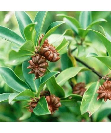 Star Anise Seeds or Star Anise Pods (Anis Estrella) Weights: 57 GR (2 OZ). 57 g (Pack of 1) - Buy Online on GoSupps.com