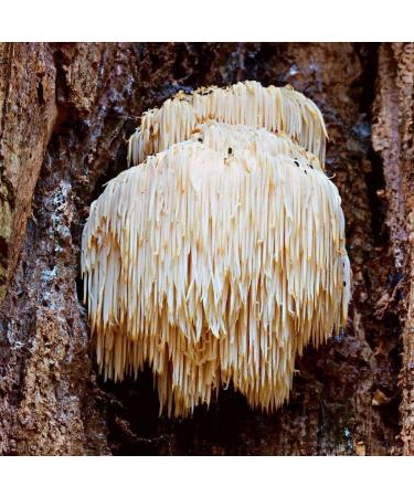 MyPaleo Lions Mane Coffee Ground Roasted and Packed in the UK 100% Natural and Mycotoxin Free No Additives Only Real Mushrooms (Lions Mane Coffee 100g) - Buy Online on GoSupps.com