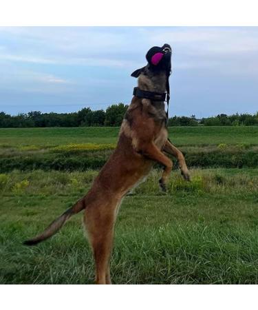 Dingo Gear Training Toy Ball 9cm - Black-Rosa with 65cm Handle | French Nylcott Material for IGP Obedience & Apport Training | Ideal Small Dog Toy - Buy Online on GoSupps.com