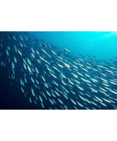 Season Brisling Sardines in Pure Olive Oil - Pack of 6 Tins (3.75 oz Each) | Premium Seafood - Buy Online on GoSupps.com