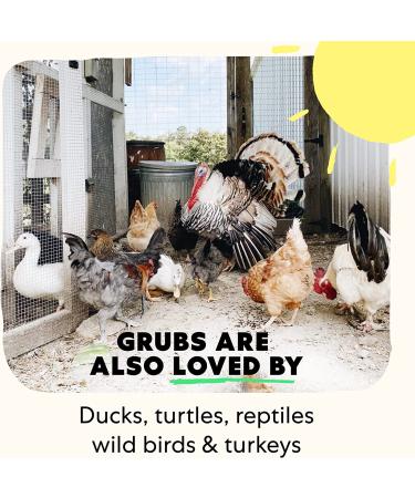Grubblies - Nutritious Chicken Treats & Feed Supplement with 50x Calcium - Black Soldier Fly Larvae & Natural Grubs for Hens, Birds, & Ducks - 1 LB - Buy Online on GoSupps.com