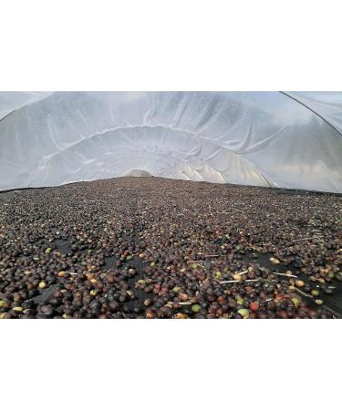 Get To The Hopper - 1KG - Lost Sheep Coffee Epic Shop Blend - Hand Roasted - Speciality Coffee Beans - Award Winning - Buy Online on GoSupps.com