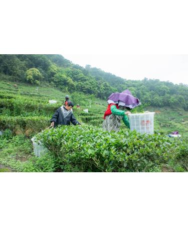  G n rique Yingfeng Mountain Tea - Black Tea Loose Tea Teapot Tea Whole Leaves Chinese Tea Pure Tea - 250g (200g Premium Black Tea) - Buy Online on GoSupps.com