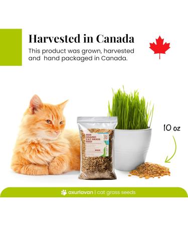 Organic Cat Grass Seeds - 10oz (284 Grams) of Hard Red Wheat Seeds and Rye Seeds - Non GMO Sprouting Seeds - Pet Grass for Indoor Cats - Harvested in Canada - Buy Online on GoSupps.com
