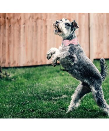 DogWong Hell-Pink Dog Collar with Removable Fly Adjustable & Comfortable for Small to Medium Dogs | Perfect Gift for Pet Lovers - Buy Online on GoSupps.com