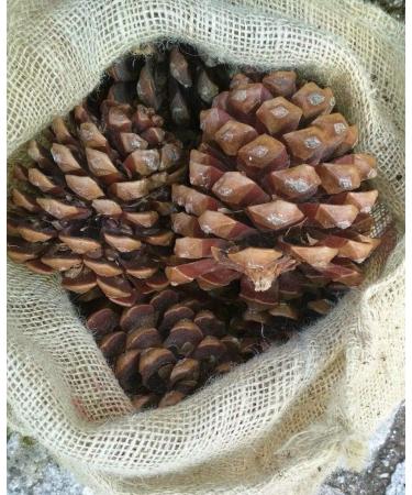 GETSO Seeds Package Non Plants 40 Pinus Pinea Seeds 950g 3350z Pine Cones Nuts Pinus Pinea Seeds Italian Stone decorationSeed - Buy Online on GoSupps.com
