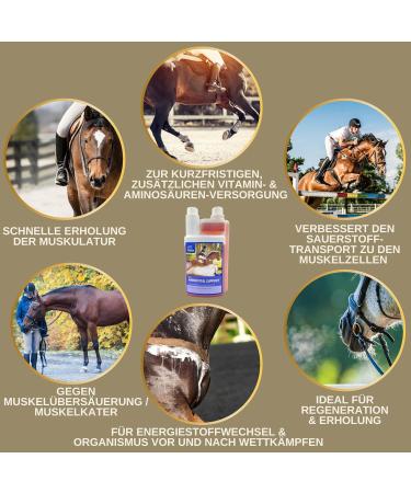 Amino Liquid I Amino Acids Vitamin B Complex I Dietary Supplement Vitamin B12 I Zinc Horse I Muscle Building Horse Muscle Building I Regeneration Muscles for Horses 1L - Buy Online on GoSupps.com