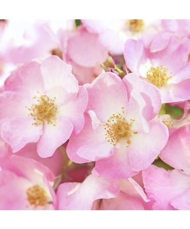 Weleda Wild Rose Body Lotion - 6.8 fl oz (200 ml) | Natural Pampering Moisturizer - Buy Online on GoSupps.com