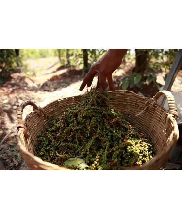 Buy Vinativo Fermented Pepper - Whole 500g | Premium Gourmet Quality - International Shipping - Buy Online on GoSupps.com