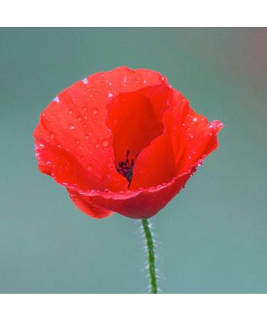 English Laundry Proper Poppy 3.4 fl. oz. Eau de Parfum for Her - Buy Online on GoSupps.com