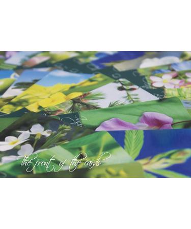 Creature Comforters Bach Flower Divination Cards Pack 38 Beautiful illustrations proverbs quotes affirmations - Buy Online on GoSupps.com