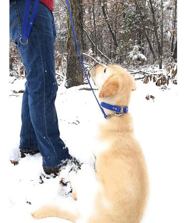 Regal Dog Products Waterproof Dog Halfband - 1.5m Leash & Collar for Small to Large Dogs (Blue) - Ideal for Puppies and Adult Dogs - Buy Online on GoSupps.com