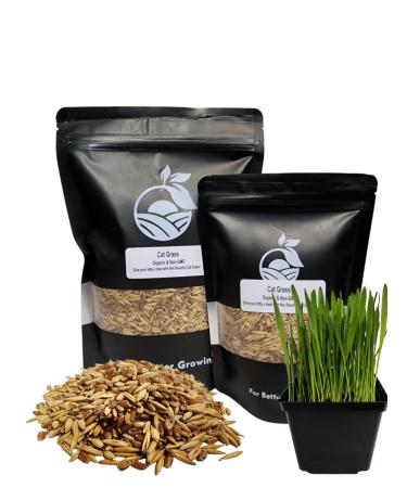 Organic Cat Grass Seeds Non-GMO A Mixture of Wheat Oats and Barley (800g) 800 g (Pack of 1)