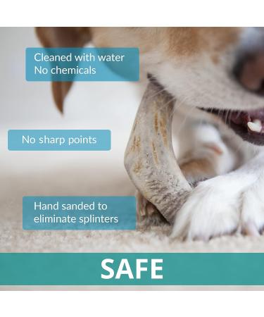 Antlers for Dogs Ideal for Medium Dogs Sustainable Naturally Shed Deer Antlers for Dogs Dog Toys Dog Treats Dog Antler Reindeer Antlers for Dogs Natural Dog Chews Dog Chew Toys M (Pack of 1) - Buy Online on GoSupps.com