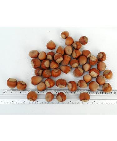 Buy IGART Hazelnuts in the Shell 20kg | Natural & Tasty | Eco Quality | Harvest 2023 - International Shipping Available - Buy Online on GoSupps.com