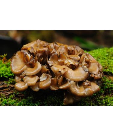 Naturejam Organic Maitake Mushroom Powder 8 Ounces Bulk-Premium Culinary Grade for Smoothies Latte and Baking-A Great Coffee Substitute 150-200 Servings 8 Ounce (Pack of 1) - Buy Online on GoSupps.com