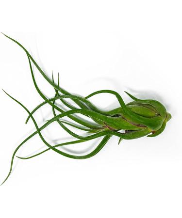 3 Giant Tillandsia Caput Medusae Air Plants - 6-8 inch - Live Indoor House Plants for Terrariums - Buy Online on GoSupps.com