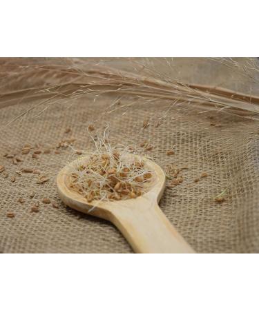 Royal Lee Organics Organic Hard Red Wheat Berries - 10 lb Bag - Buy Online on GoSupps.com