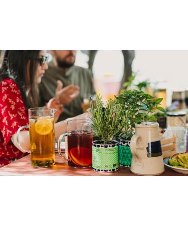 Symbeeosis Organic Greek Lemon Balm Infusion - Stress Reliever Aid Mood Booster Restful Sleep Promoter Caffeine Free Herbal Drink with Fresh Citrus Scent - Buy Online on GoSupps.com