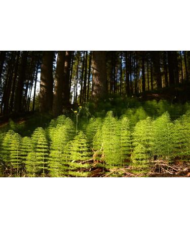 Horsetail Herb Tea | Equisetum Arvense L | Pr le Des Champs Herbe Tisane | Health Embassy (100g) 100 g (Pack of 1) - Buy Online on GoSupps.com