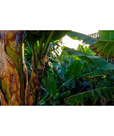  Kamelur 1 kg of unsweetened organic bananas raw quality the ideal untreated supplement for your cereals - Buy Online on GoSupps.com