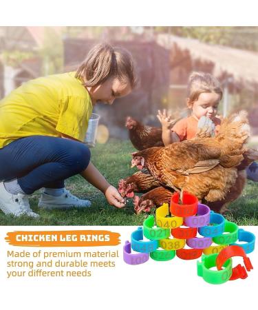 Toseky Poultry Duck Leg Tags Chicken Leg Rings - Numbered Leg Band Chicken Identification Leg Bands for Chicken Ducks  - Buy Online on GoSupps.com