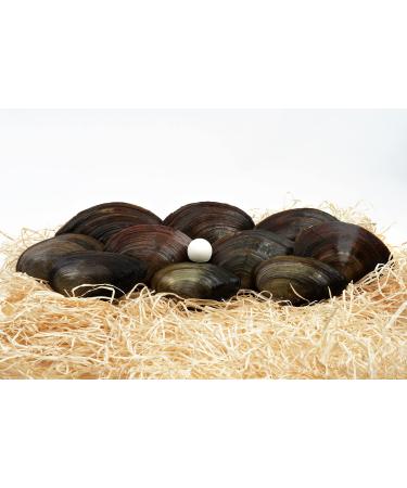 Pond mussel set - miracle weapon against floating algae in the pond - natural biofilter in the garden pond... (10 pieces)